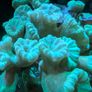 trumpet coral LPS 3 heads Image 2
