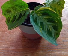 Prayer plant (Maranta leuconeura)