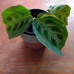 Prayer plant (Maranta leuconeura)