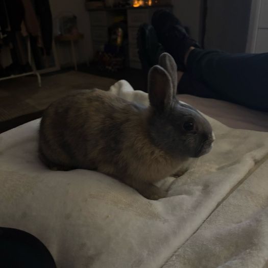 Dwarf Rabbits