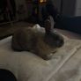Dwarf Rabbits Image 2