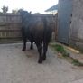 Angus Bull Image 6