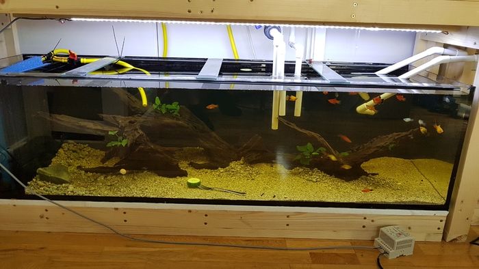 Custom Aquarium 300L (66gal)  160cmx48cmx41cm (LxWxH)