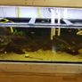 Custom Aquarium 300L (66gal)  160cmx48cmx41cm (LxWxH) Image 3