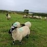 Hoggets Image 3