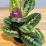 Maranta Leuconeura 'Fascinator Tricolor' (Pray Plant) in 12cm pot and 35cm in height Image 4