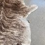 Cow hide rug Image 3