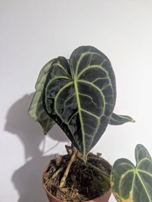 Anthurium Clarinervium Plant