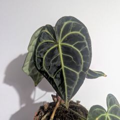 Anthurium Clarinervium Plant
