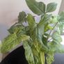 Syngonium Mottled Plant Plant Image 5