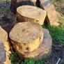 Ringed Firewood (Uncut) Image 2