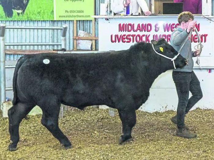 Carrick-on-Shannon Autumn Mixed Breed Show & Sale