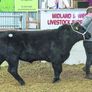 Carrick-on-Shannon Autumn Mixed Breed Show & Sale Image 4