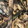 Firewood Free Image 2