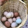 hen poultry Image 4