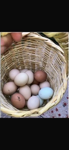hen poultry