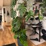 Monstera plant Image 3