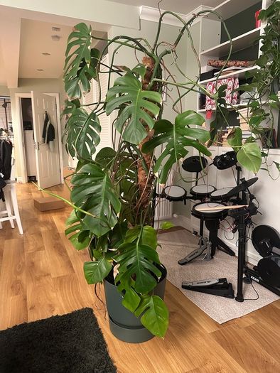 Monstera plant