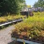 Plants, Flowering Shrubs, Grasses Image 6