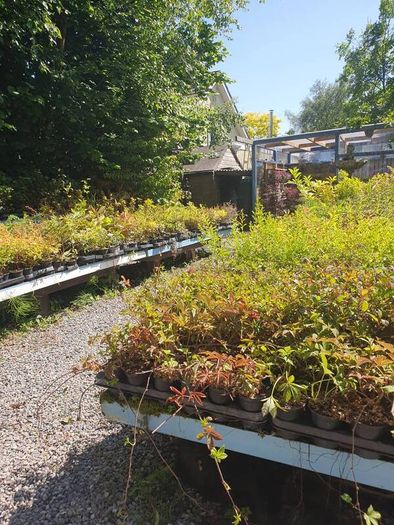 Plants, Flowering Shrubs, Grasses