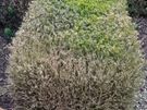Box Hedge Treatment Image 10