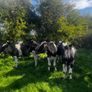 34 bullocks Image 2