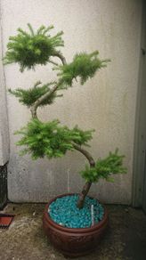 Japanese Larch Bonsai