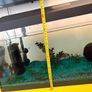 fish tank with 4 fish included Image 6