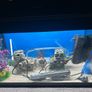 Fluval Tank + Fish Image 3