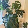 Monstera Deliciosa XXL 140cm Image 2