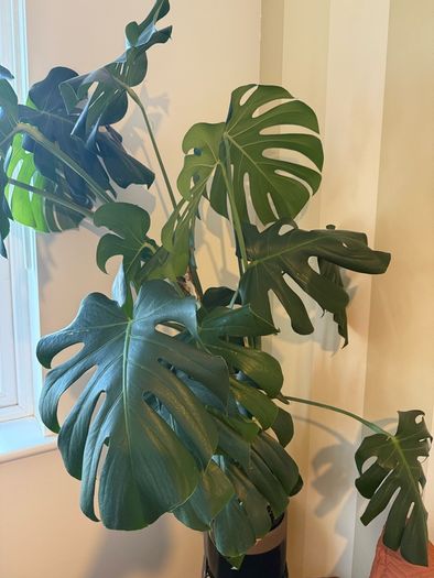 Monstera Deliciosa XXL 140cm