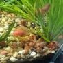 ramshorn snails Image 3