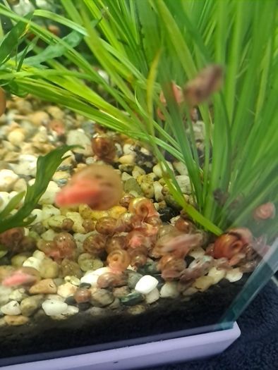 ramshorn snails