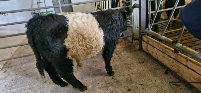 Weanlings