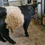 Weanlings Image 5
