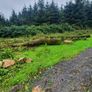 wood  trees  logs firewood hardwood timber Image 10