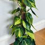 Philodendron Brasil with Mosspole in 15cm pot and 60cm in height Image 3
