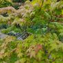 Japanese Maple Tree Image 4