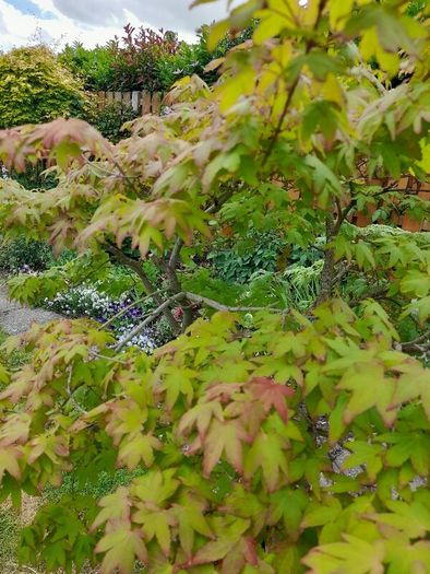 Japanese Maple Tree