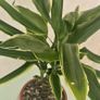 Dracaena Image 2