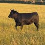 Cattle Image 4