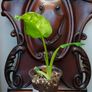 Philodendron Jose Buono Image 2