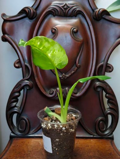 Philodendron Jose Buono