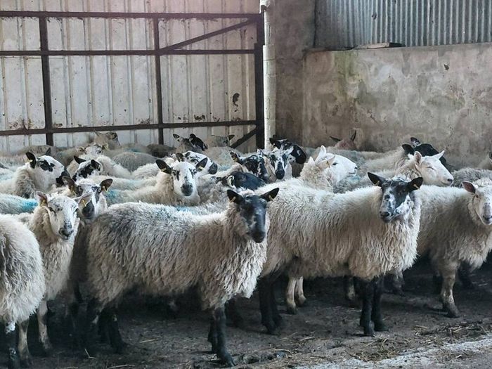 Ewe lambs Hoggot breeders.