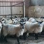 Ewe lambs Hoggot breeders. Image 7
