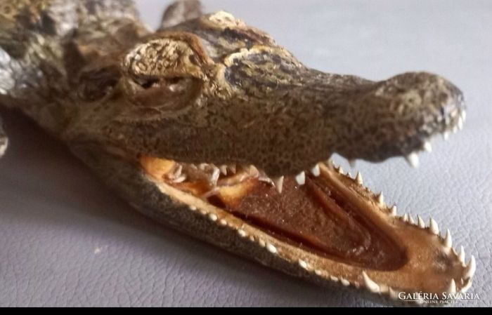 Crocodile taxidermy
