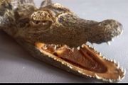 Crocodile taxidermy