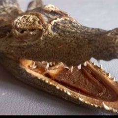 Crocodile taxidermy