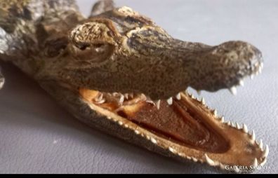 Crocodile taxidermy