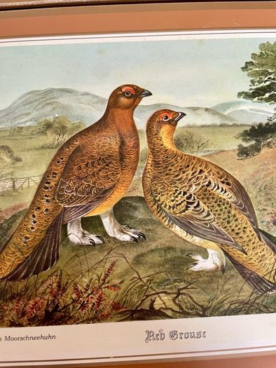 Six Traditional 20th Century Placemats by Pimpernel Gamebirds